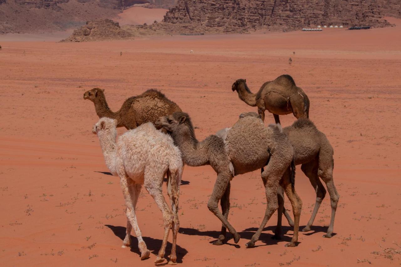 Wadirum Sunset Camp Hotel Вади Рум Екстериор снимка