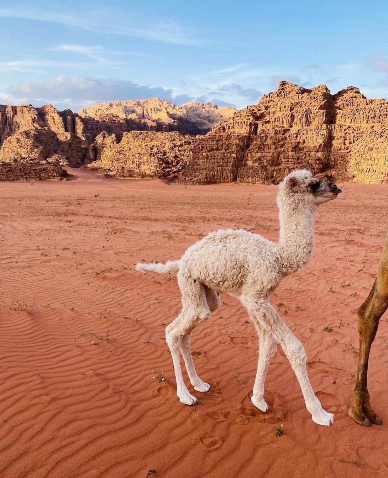 Wadirum Sunset Camp Hotel Вади Рум Екстериор снимка